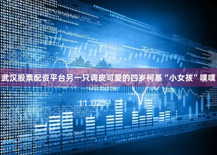 武汉股票配资平台另一只调皮可爱的四岁柯基“小女孩”噗噗